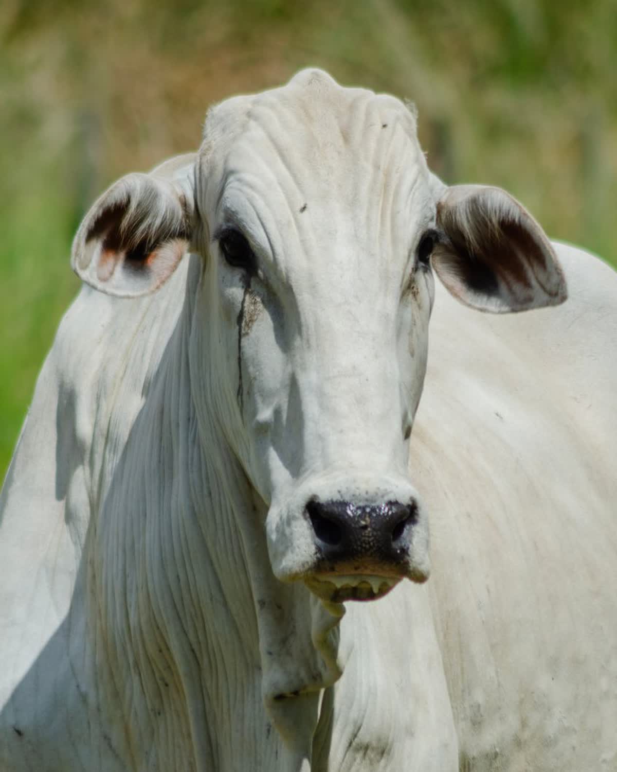 Vaca nelore recordista de leilão